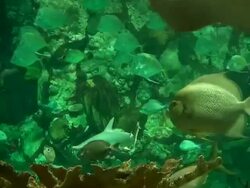 Underwater Life Stock Footage