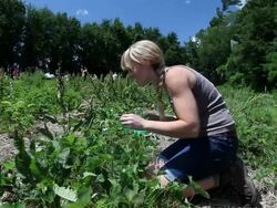 MS Young lady kneeling and pick strawberries and eating someone / Milton, Ontario, Canada Stock Footage