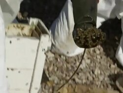 Medium hand-held pan-left pan-right tilt-up - Beekeepers relocate an infestation of killer bees. / Arizona, USA Stock Footage