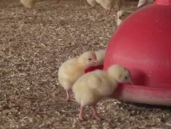Chicken farm Stock Footage