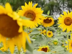 Sunflower Stock Footage