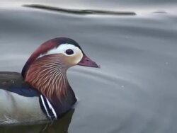 Pharaon duck 7 - HD 1080/60i Stock Footage