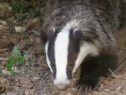 CU Shot of European badger / Calvados, Normandy, France Stock Footage
