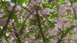 Lush treetops at spring. Stock Footage