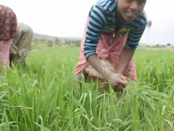 Group of women weeding the crops Stock Footage