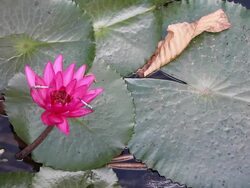 Dragonfly holding a lotus. Stock Footage