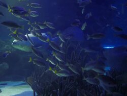 Underwater life: grouper, napoleon and yellow tail fishes Stock Footage