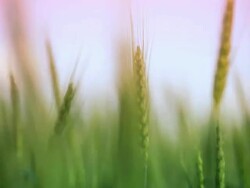 Field of wheat Stock Footage