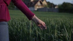 Girl enjoying the wheat field Stock Footage