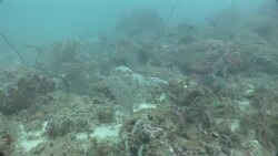 A variety of aquatic plants thrive in the Mekong River. Stock Footage