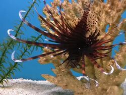 Fish, Volitan Lionfish, Pterois volitans, HD Stock Footage