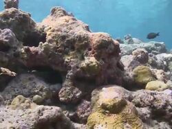 Damaged Hard Coral reef, Vaavu Atoll, The Maldives Stock Footage