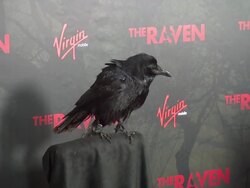 ATMOSPHERE: Raven at The Raven Los Angeles Special Screening on 4/23/2012 in Los Angeles, CA. (Footage by WireImage Video/Getty Images Entertainment Video) Stock Footage