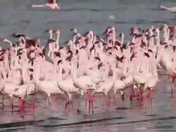 MS Group of lesser flamingo standing and moving in lake / National Park, Africa, Kenya Stock Footage