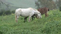 VOICED : Caballos sufren crisis espanola News Clip