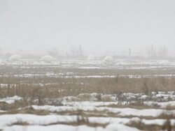 Swan's on the field. Stock Footage