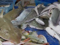 CU Pile of dead sharks and rays for sale on fish market counter / Brunei, Brunei Darussalam Stock Footage