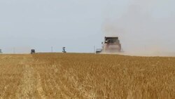 combine harvesting Stock Footage