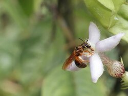 A rainforest bee visiting the flower of an understory plant in Ecuador Stock Footage