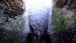 Specially Trained Dogs Sniff out Fecal Pollution News Clip