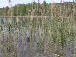 Small coot Stock Footage