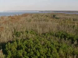   WS AERIAL View of Bull Neck Swamp Research Forest / North Carolina, United States Stock Footage
