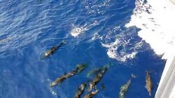 dolphins Stock Footage