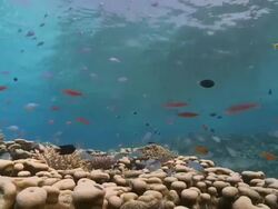 Chromis (Chromis viridis) and Anthias on coral reef, tourist snorkels through frame on surface, Vaavu Atoll, The Maldives Stock Footage