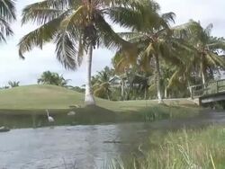 River palms and egret  60i Stock Footage
