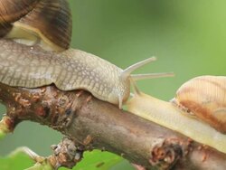 snail on a branch Stock Footage
