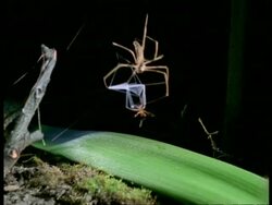 Net-casting Spider (Dinopis) & Ant - WA spider hanging down and catching ant, Australia Stock Footage