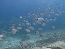 Fish, La Paz, Sea of Cortez, Mexico Stock Footage