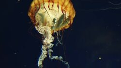 Jellyfish Stock Footage