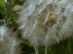 T/L BCU Jack Go To Bed Seed Head opening, England Stock Footage