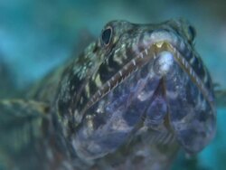 Twospot Lizardfish (Synodus binotatus) front view CU, Monad Shoa, Malapascua, Philippines Stock Footage