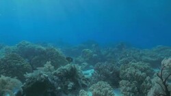Coral Reef Sunburst undersea Stock Footage
