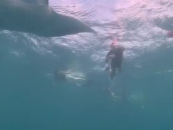 MS Shot of Manta ray and tourists / Hanifaru, Baa Atoll, Maldives    Stock Footage