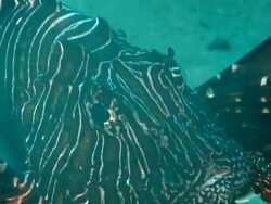 CU of Single devil fire fish swimming towards observing / Sodwana Bay, KwaZulu Natal, South Africa Stock Footage