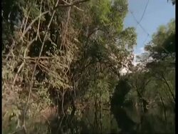 WA POV of boat travelling through overhanging rainforest, Amazon Stock Footage
