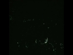 UPITN 03/02/80 LIFE IN KABUL AND TARAKI MURDER TRIAL News Clip