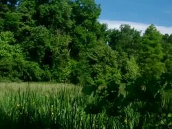 T/L Tidal Marsh Stock Footage