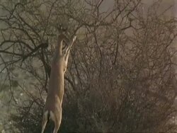 MS Arabian gazelles, Gazella arabica, browsing on shrub, Jiddat al Harasis desert, Oman Stock Footage