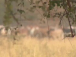 Farmer & Cattle on Farmland n Southern Sudan News Clip
