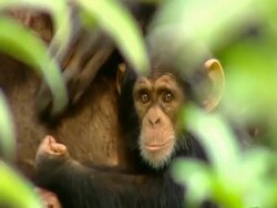 MS of 18 month old chimp holding onto mother Stock Footage