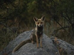 red fox (Vulpes vulpes) female on a rock Stock Footage