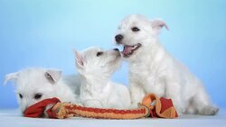 HD: Three Cute Puppies Stock Footage