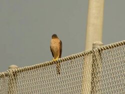 Cooper's Hawk Stock Footage