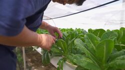 working in the hydroponics farm Stock Footage