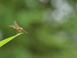 Dragonfly rests on leafs Stock Footage