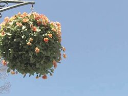 Flowers in the wind 2 - HD 30F Stock Footage